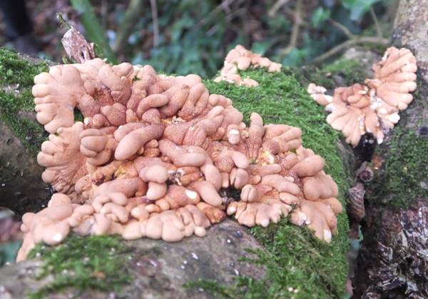 Hazel Gloves, Poppit, North Pembrokeshire