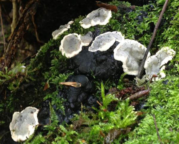 Kretzschmaria deusta fruitbodies on an old tree stump