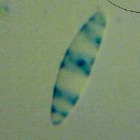 Leotia lubrica, spore