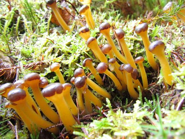 Leotia lubrica - Jelly babies