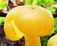 Cap of Leotia lubrica