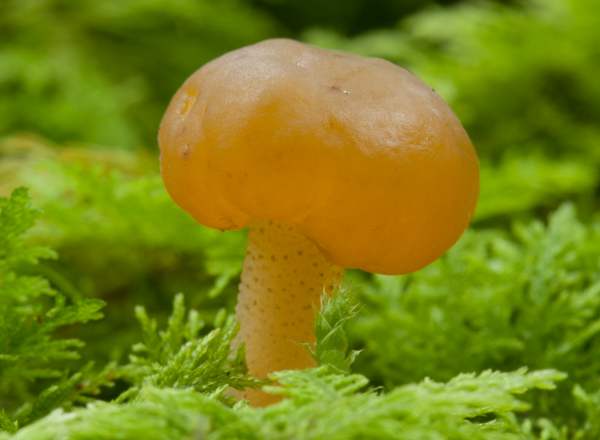 Leotia lubrica - Jelly babies, England