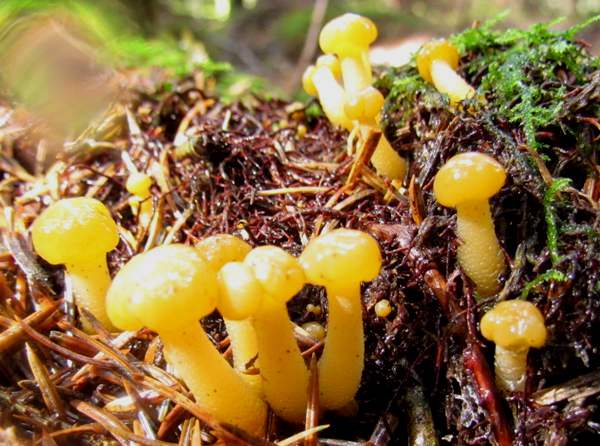 Leotia lubrica, Jelly babies, central Scotland