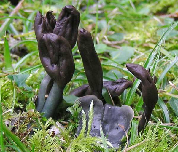 Microglossum olivaceum - Olive Earthtongue, Pembrokeshire UK