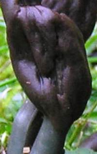 Closeup of Microglossum olivaceum