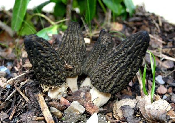 Morchella elata - Black Morel