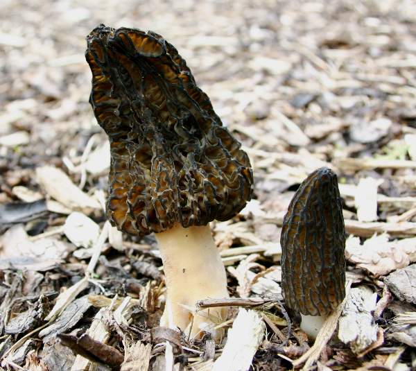 Morchella elata - Black Morel on wood chip mulch