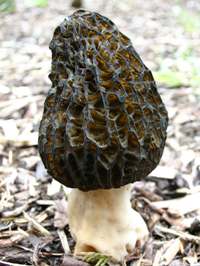 Cap and stem of Morchella elata