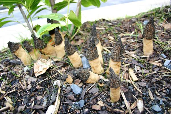 Morchella elata - Black Morel on wood chip mulch, southwest Ireland