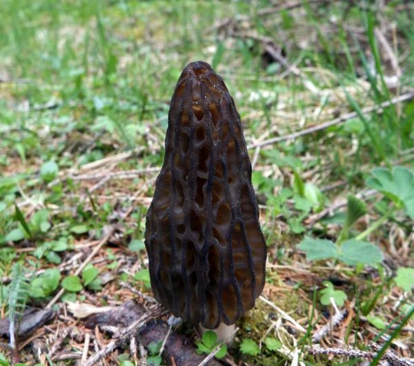 A Black Morel in Slovenia