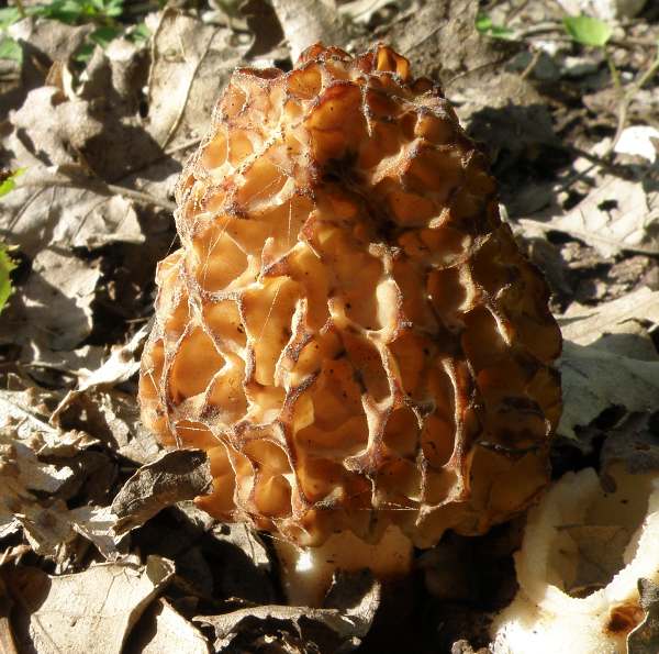 Morchella esculenta - Morel