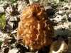 Morel