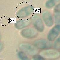 Spores of Neobulgaria pura