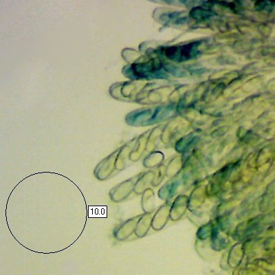 Asci, Otidea bufonia