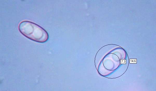 Spores of Otidea bufonia