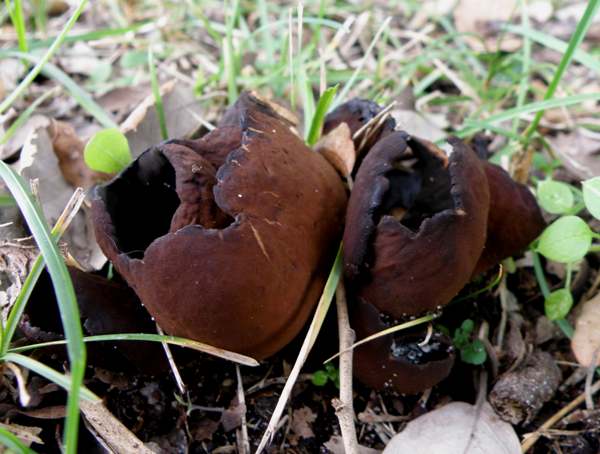 Otidea bufonia - Toad's Ear, Scotland