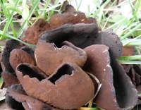 Apothecia of Otidea bufonia, Toad's Ear Fungus