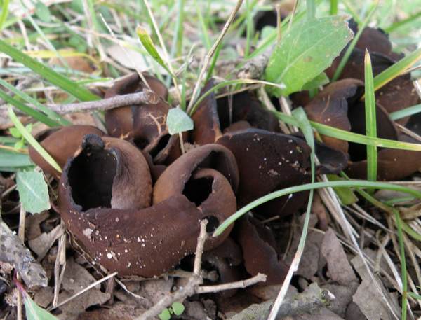 Otidea bufonia - Toad's Ear, Somerset, UK