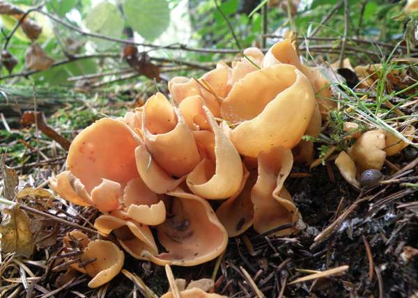Otidea onotica - Hare's Ear