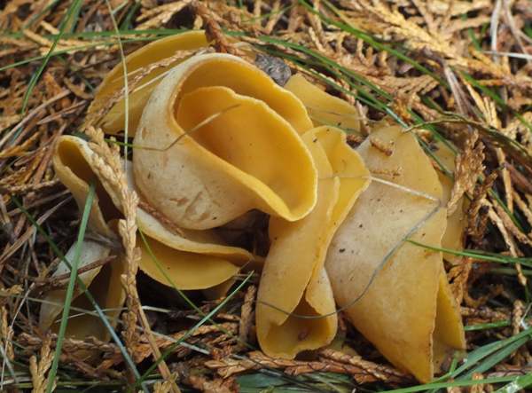 Otidea onotica - Hare's Ear