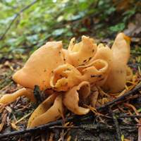 Otidea onotica, West Wales UK
