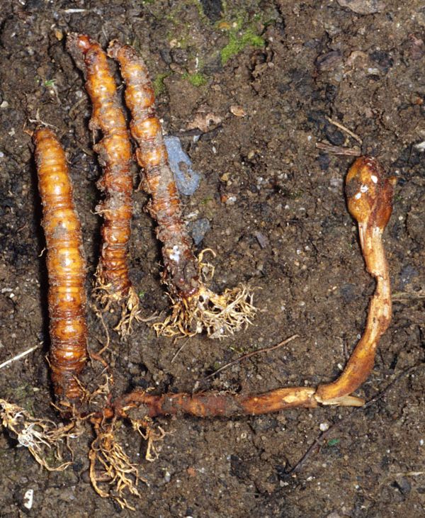 Paraisaria gracilis &ndash; a parasitic species that attacks Swift Moth larvae