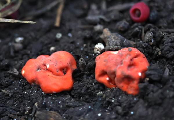 Paurocotylis pila, Scarlet Berry Truffle, under a Yew tree