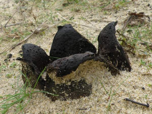 Peziza ammophila
