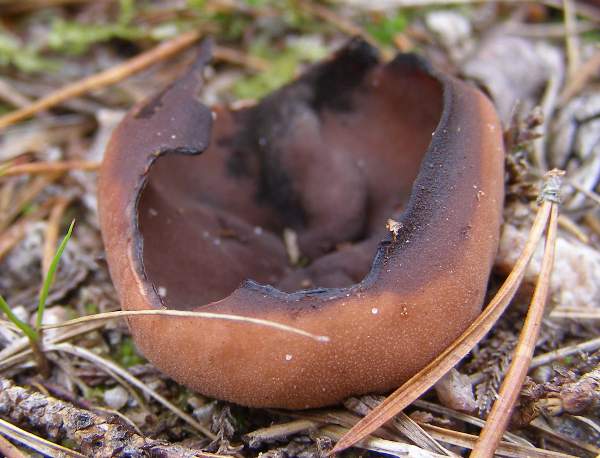 Peziza badia, Bay Cup fungus, mature fruitbody