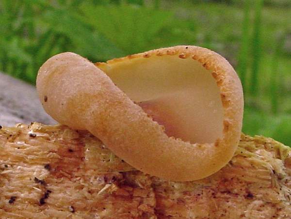 Peziza micropus, a young fruitbody