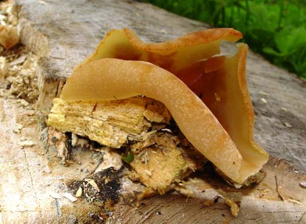 Peziza micropus, an older fruitbody