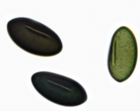 Spores of <em>Poronia punctata</em>