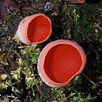 Small fruitbodies of Sarcoscypha austriaca