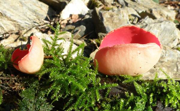 Long stem of Sarcoscypha austriaca - Picture by Simon Harding