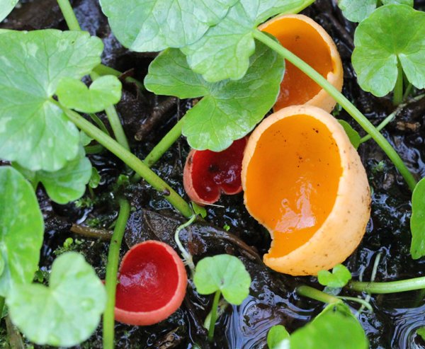 Red and Orange forms of Sarcoscypha austriaca growning on rotting Hazel