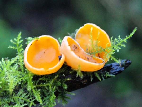 Sarcoscypha austriaca var. lutea