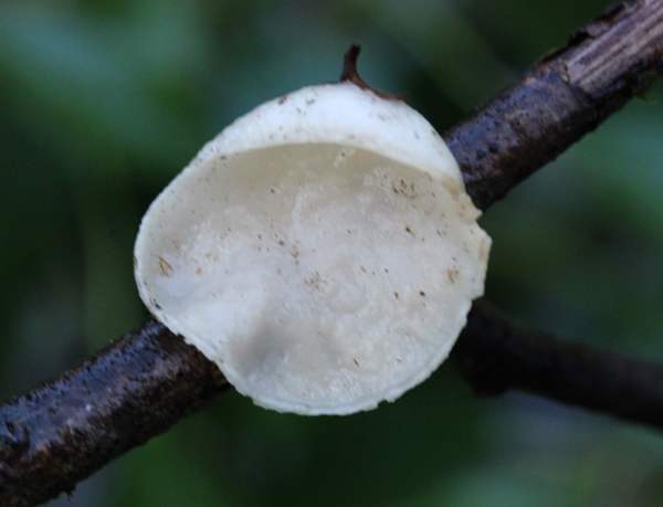 White form of Scarlet Elfcup Sarcoscypha austriaca