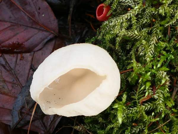White form of Sarcoscypha austriaca