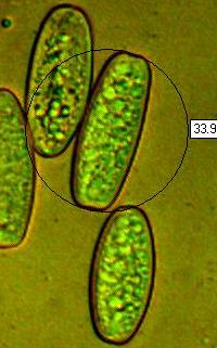 Spores of Sarcoscypha coccinea from a spore print
