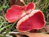 Sarcoscypha coccinea, Ruby Elfcup