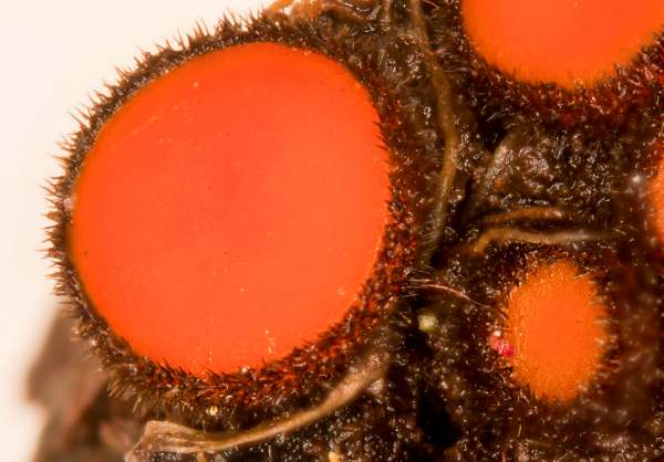 Scutellinia mirabilis, redder specimens