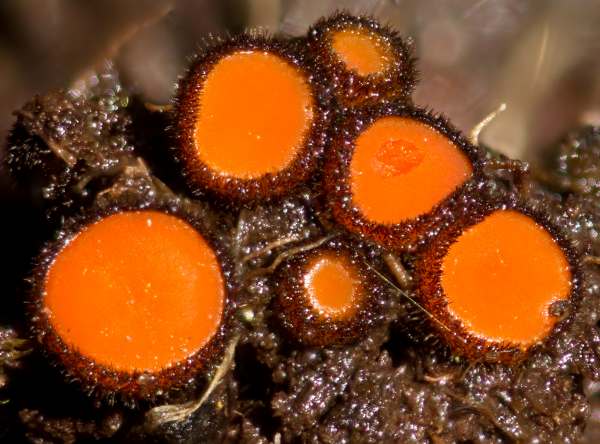 Scutellinia mirabilis