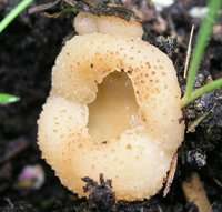 Tarzetta catinus close-up picture