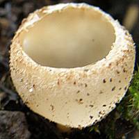 Young fruitbody of Tarzetta cupularis