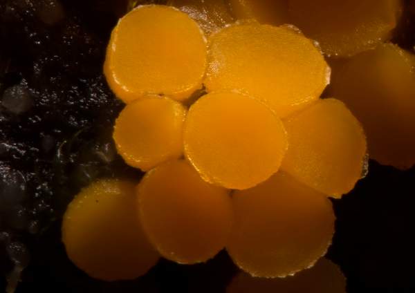 Thelebolus terrestris