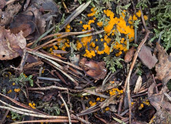 Thelebolus terrestris, Hampshire
