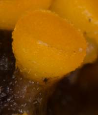 Thelebolus terrestris, closeup
