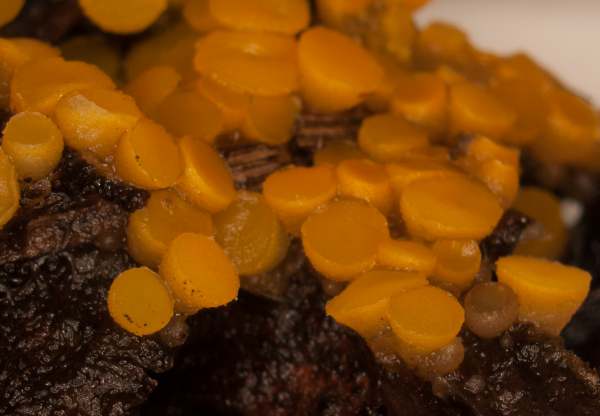 Thelebolus terrestris, Hampshire, England