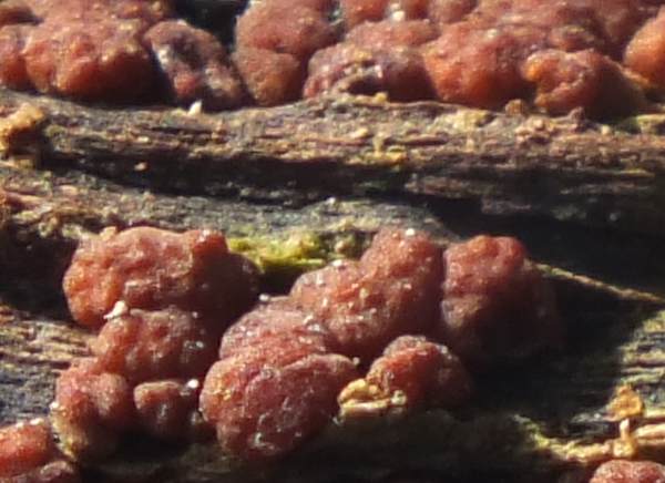 Trichoderma viride
