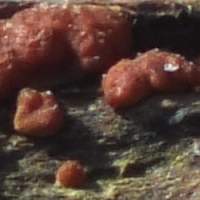 Trichoderma viride - closeup picture